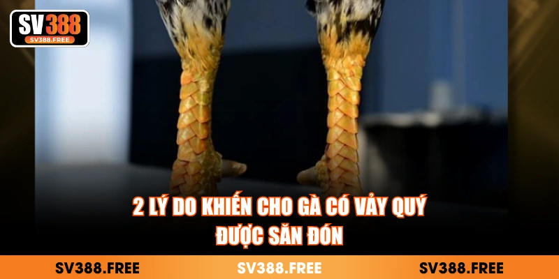 2 lý do khiến cho gà có vảy quý được săn đón