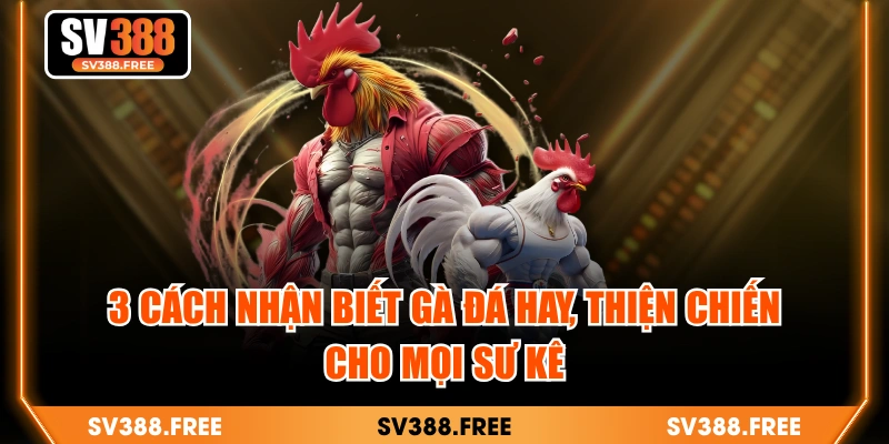 3 Cách Nhận Biết Gà Đá Hay, Thiện Chiến Cho Mọi Sư Kê