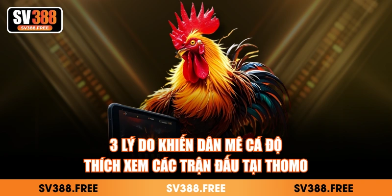 3 lý do khiến dân mê cá độ thích xem các trận đấu tại Thomo