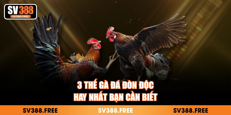 3 thế gà đá đòn độc hay nhất bạn cần biết