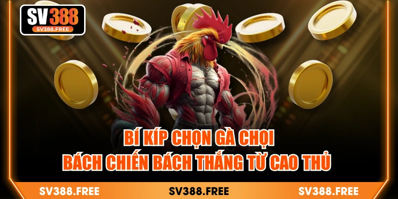 Bí Kíp Chọn Gà Chọi Bách Chiến Bách Thắng Từ Cao Thủ 