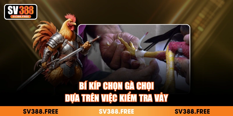 Bí kíp chọn gà chọi giúp bạn tìm được thần kê
