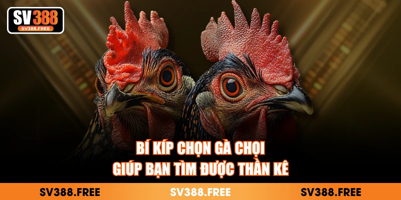 Bí kíp chọn gà chọi dựa trên việc kiểm tra vảy
