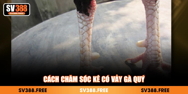 Cách chăm sóc kê có vảy gà quý