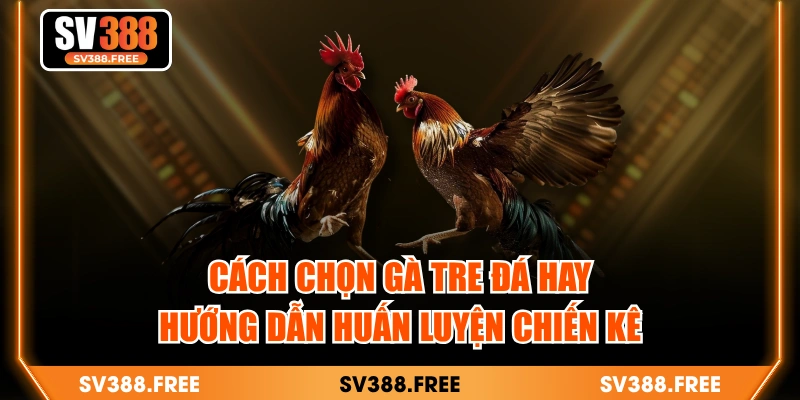 Cách Chọn Gà Tre Đá Hay - Hướng Dẫn Huấn Luyện Chiến Kê