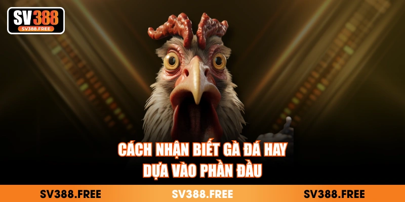Cách nhận biết gà đá hay dựa vào phần đầu
