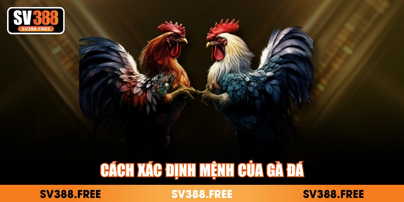 Cách xác định mệnh của gà đá