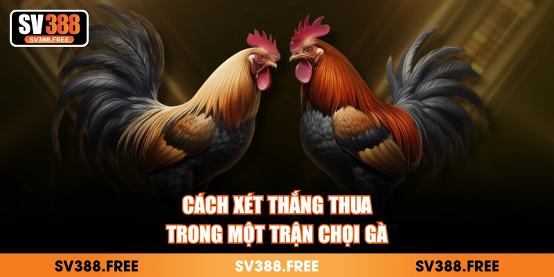 Cách xét thắng thua trong một trận chọi gà