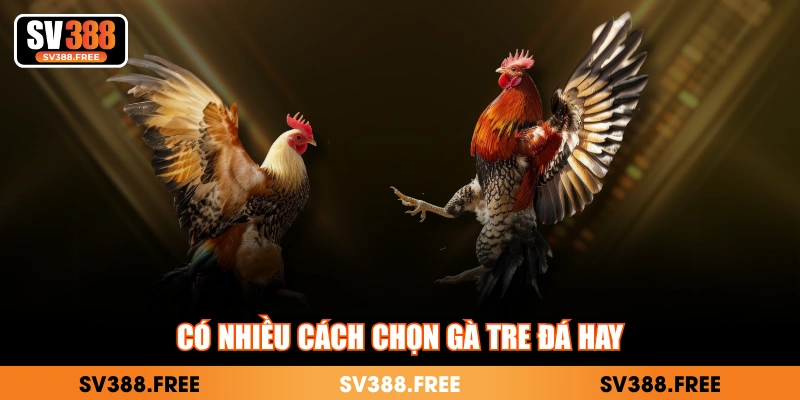 Có nhiều cách chọn gà tre đá hay