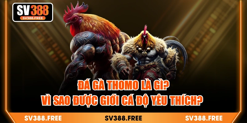 Đá Gà Thomo Là Gì? Vì Sao Được Giới Cá Độ Yêu Thích? 