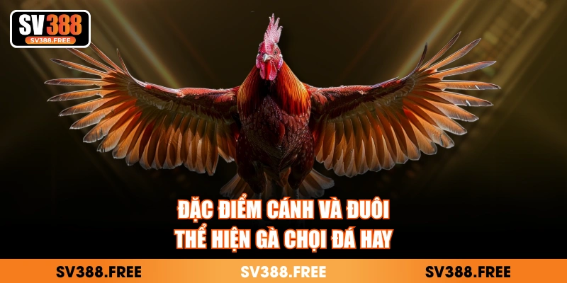 Đặc điểm cánh và đuôi thể hiện gà chọi đá hay