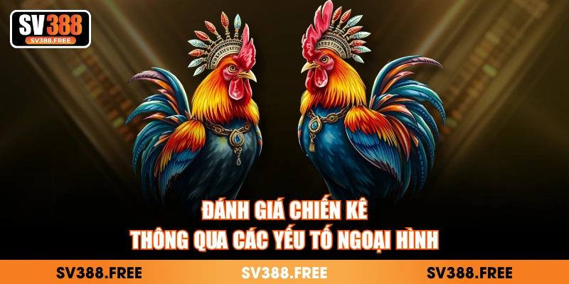 Đánh giá chiến kê thông qua các yếu tố ngoại hình
