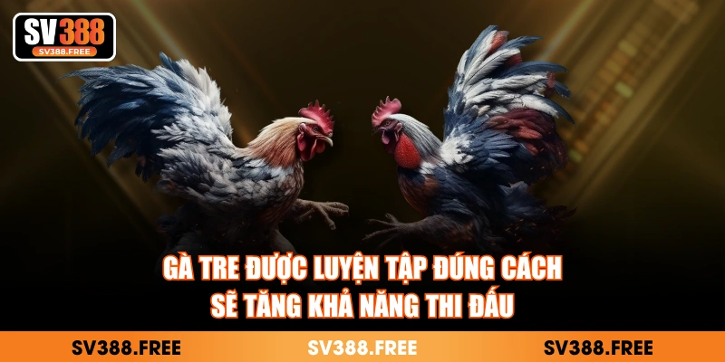 Gà tre được luyện tập đúng cách sẽ tăng khả năng thi đấu