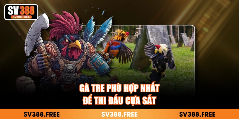 Ga tre phù hợp nhất để thi đấu cựa sắt