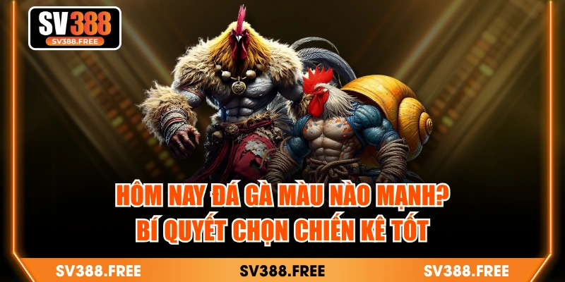 Hôm Nay Đá Gà Màu Nào Mạnh? Bí Quyết Chọn Chiến Kê Tốt