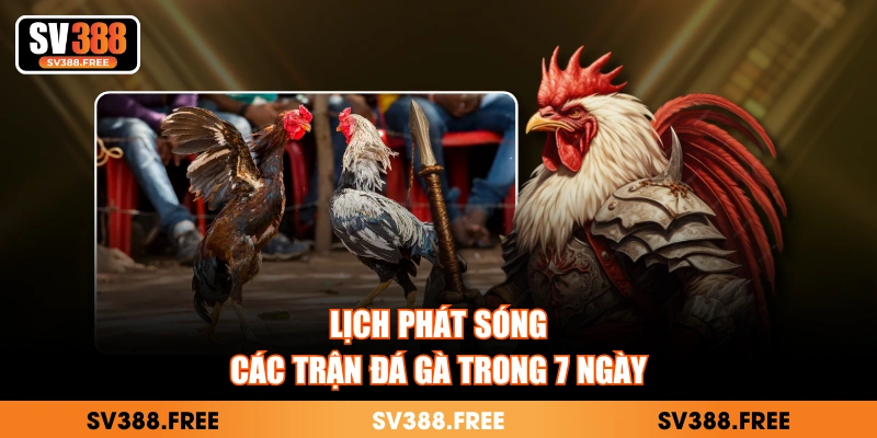 Lịch phát sóng các trận đá gà trong 7 ngày