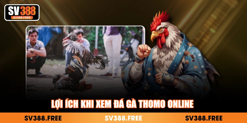 Lợi ích khi xem đá gà Thomo online 