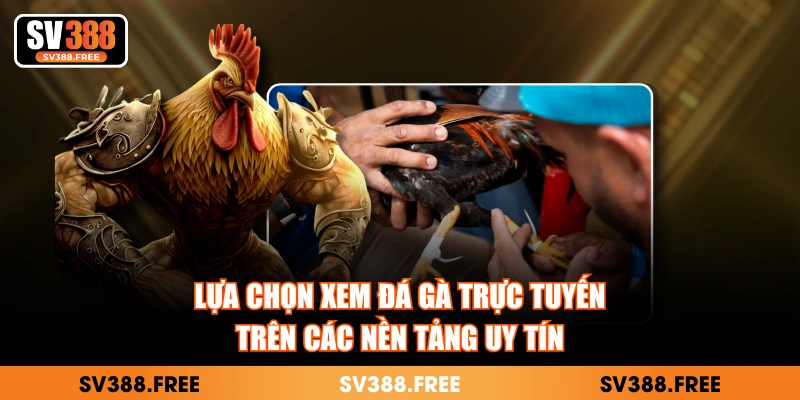 Lựa chọn xem đá gà trực tuyến trên các nền tảng uy tín