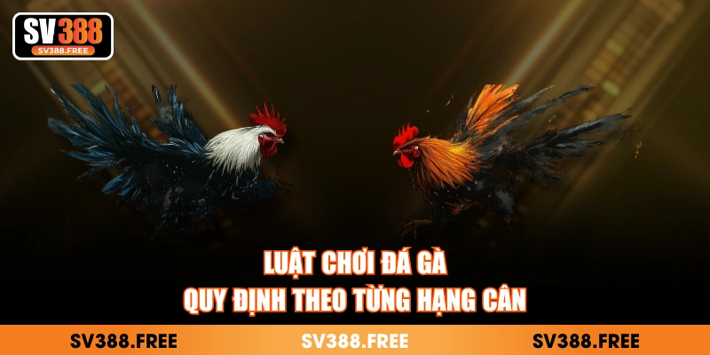 Luật chơi đá gà quy định theo từng hạng cân