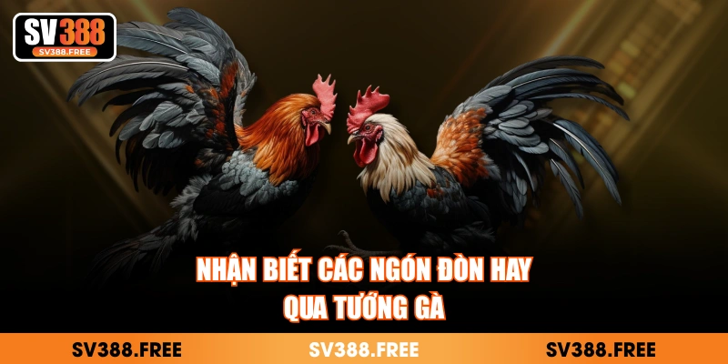 Nhận biết các ngón đòn hay qua tướng gà