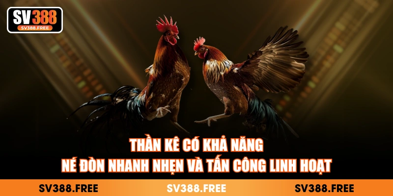 Thần kê có khả năng né đòn nhanh nhẹn và tấn công linh hoạt