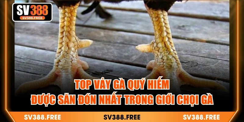Top Vảy Gà Quý Hiếm Được Săn Đón Nhất Trong Giới Chọi Gà
