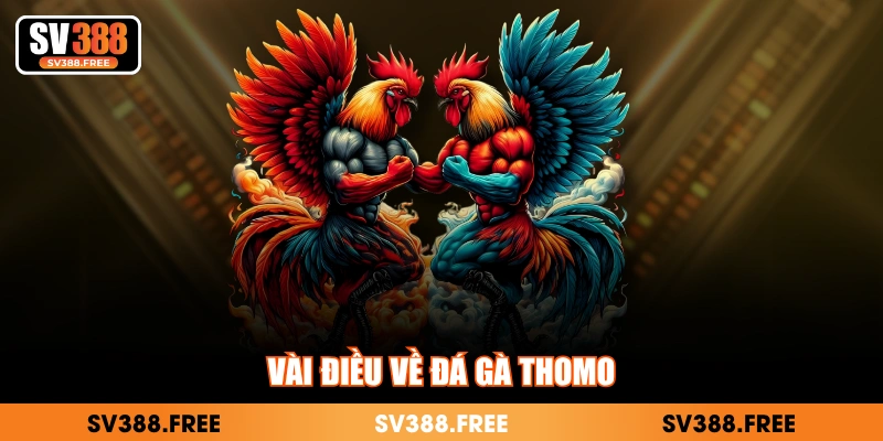 Vài điều về đá gà Thomo