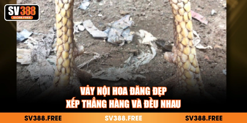 Vảy nội hoa đăng đẹp, xếp thẳng hàng và đều nhau