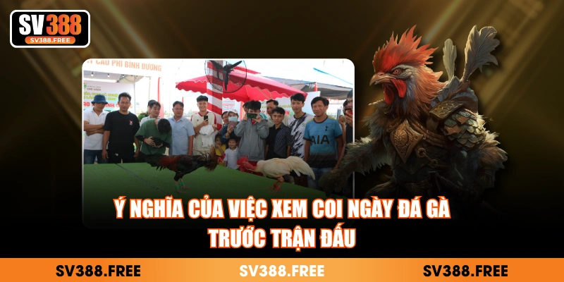 Ý nghĩa của việc xem coi ngày đá gà trước trận đấu